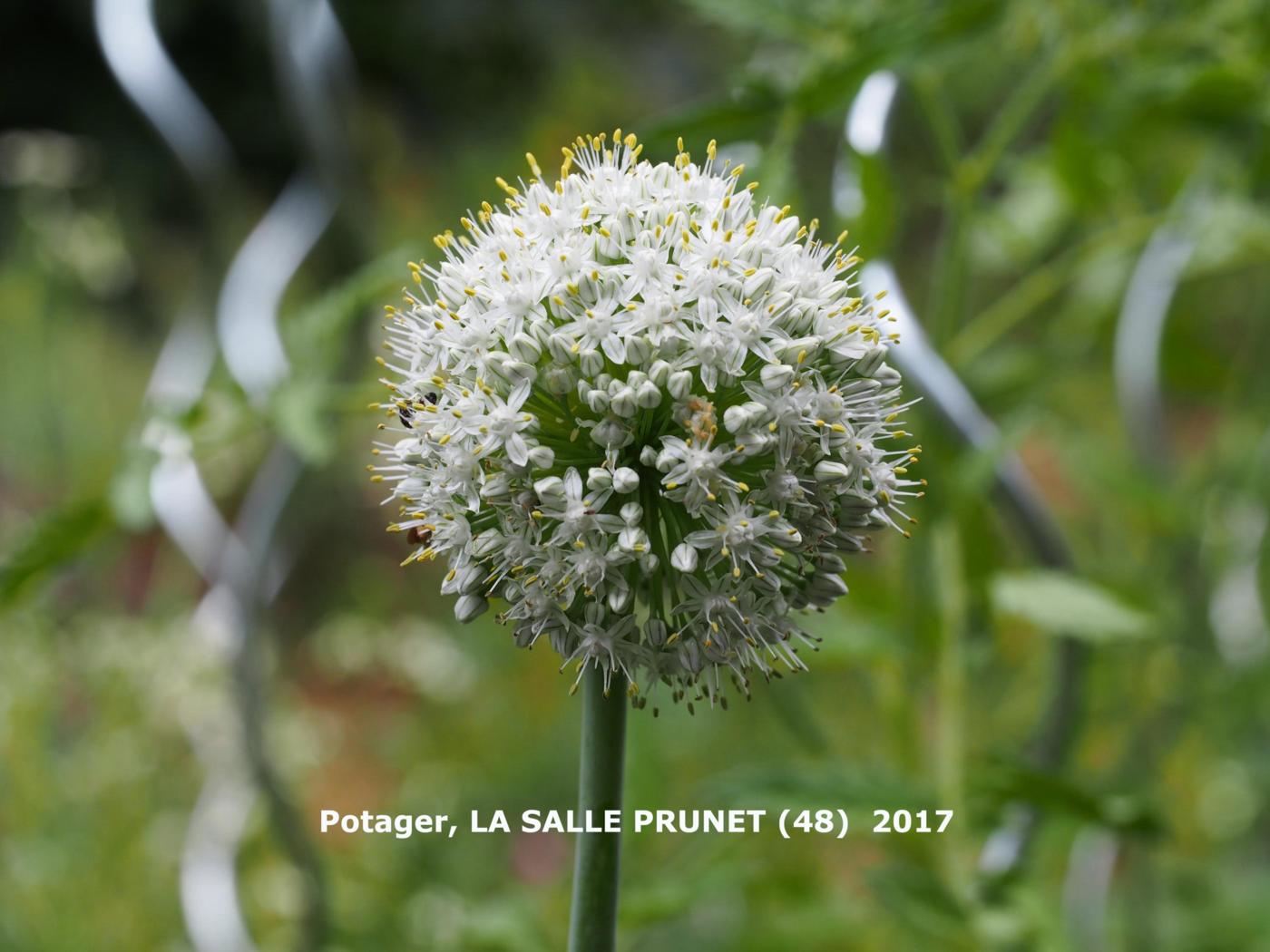 Onion, Cultivated flower